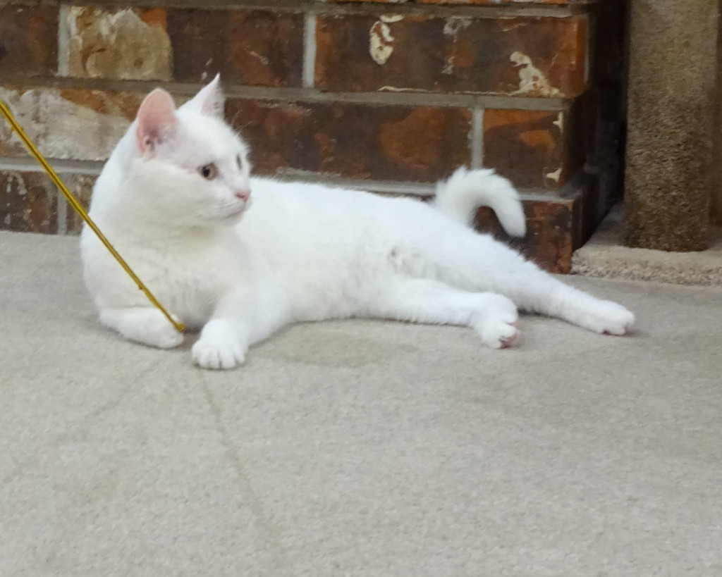 White best sale dsh cat